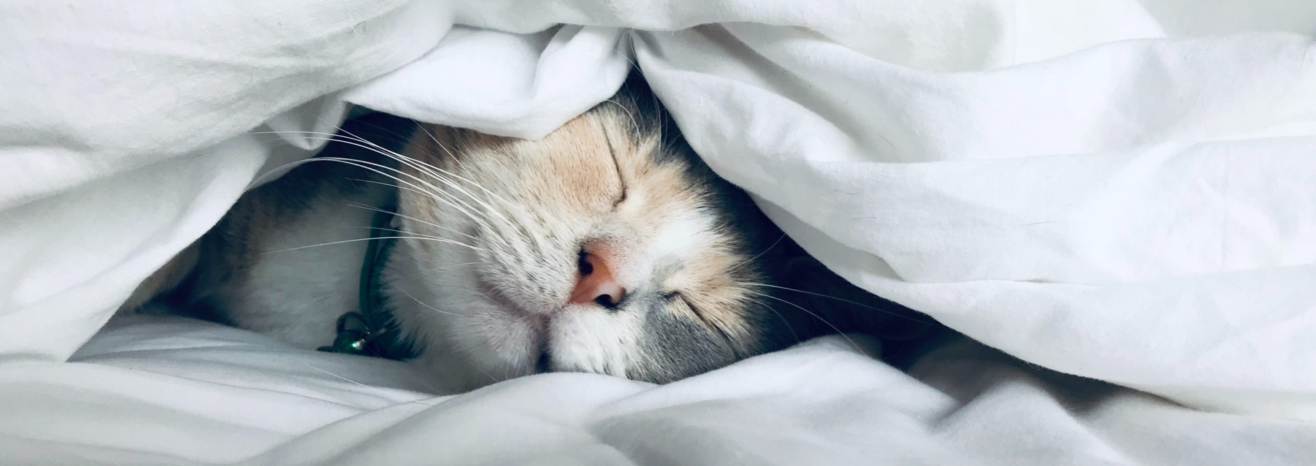 white cat sleeps under white comforter